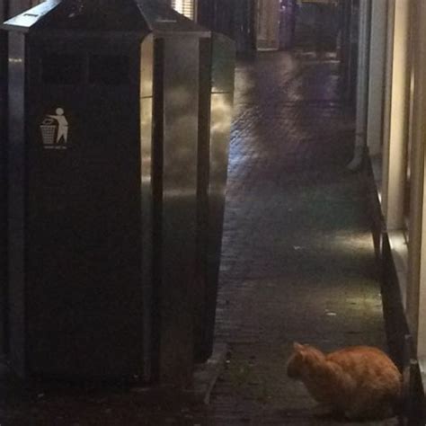 Stream Clairo Flaming Hot Cheetos Cover By Neda Lilova Listen Online For Free On Soundcloud