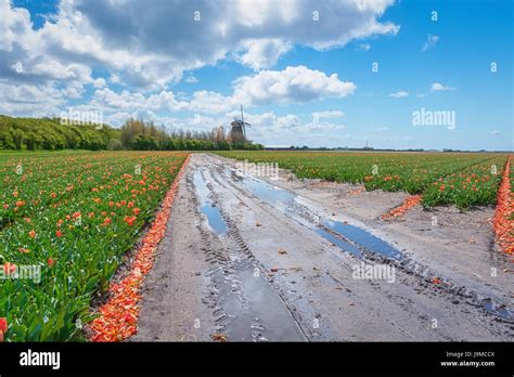 The Beautiful And Colorful Dutch Tulips Fields In Spring With A Typical