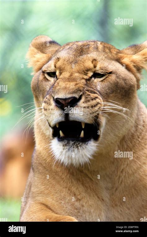 A Female African Lion Panthera Leo At The Cape May County Zoo New