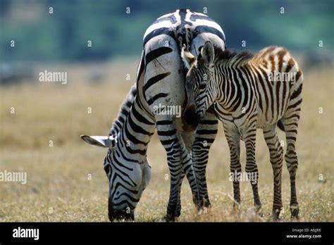 Ngorongoro Foal Mare Grazing Hi Res Stock Photography And Images Alamy