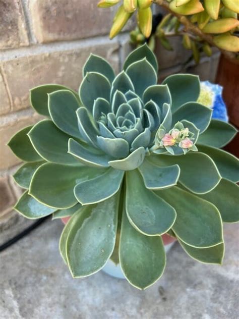 Replanting Succulents A Comprehensive Guide