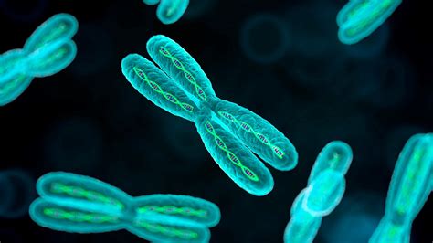 A Human Baby Has Two X Chromosomes Its Sex Is Tibbs Theence
