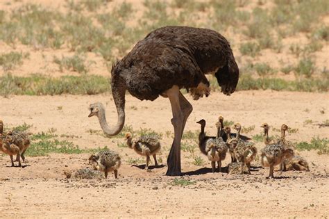 Baby Ostrich With Mom Pics