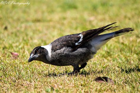 The Greatest of These is LOVE: Wild Bird Wednesday: Australian Magpie