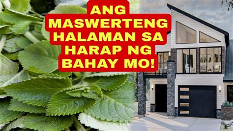 ANG MASWERTENG HALAMAN SA HARAP NG BAHAY MO APPLE PAGUIO7 YouTube