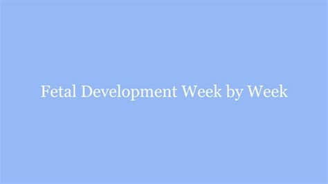 Fetal Development Week by Week | PPT