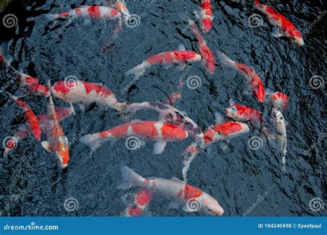 Peixes Brilhantes Japoneses Da Carpa Do Vermelho Alaranjado Na Lagoa