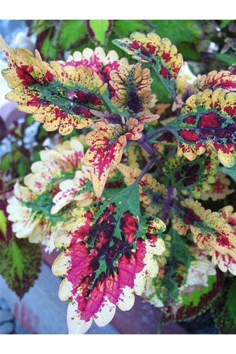 Rainbow Coleus Seeds 20 Per Pack Garden Seeds Garden Shrubs