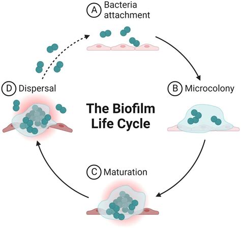 Frontiers Nanotechnology In Combating Biofilm A Smart And Promising