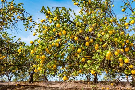 Tailler Un Citronnier Le Moment Id Al Et Les Techniques Cl S Pour