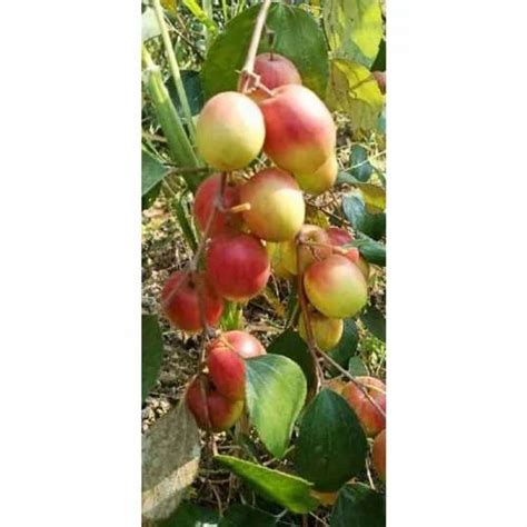 Full Sun Exposure Green Kashmiri Apple Ber Plant For Fruits At Rs 55