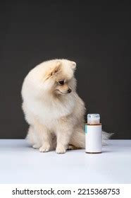 Pomeranian Dog Dog Grooming Product Stock Photo 2215368753 | Shutterstock