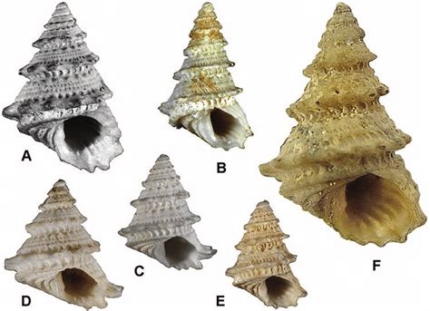 Perrinia Stellata A Adams 1864 A Holotype Of Turcica Stellata A