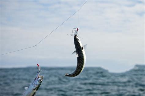 吳說釣魚：初秋時節，教你巧用「活漂」釣大魚 每日頭條