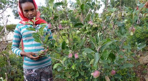 Apples In Atebes Cultivating Climate Resilience In An Ethiopian