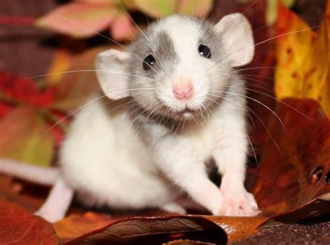 Pin By Nicole Gibbon On Animals Cute Animals Baby Rats Baby Animals