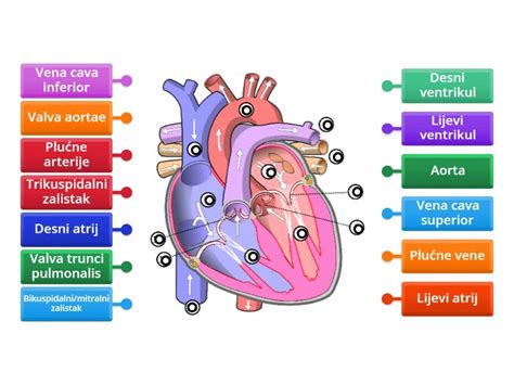 Anatomija Srce Labelled Diagram