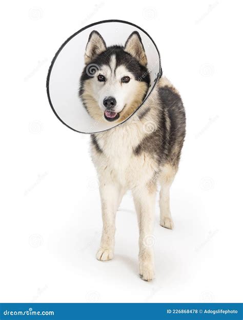 Husky Dog Wearing Protective Medical Cone Stock Photo Image Of