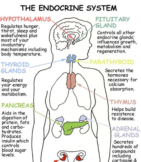 Upper Level Biology: Coordination and Response: Hormones and the ...