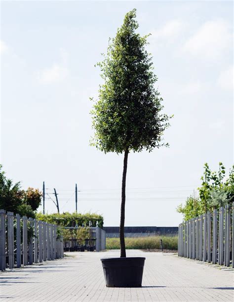 De Top Van Mooiste Bomen Voor Een Moderne Tuin Bomendael