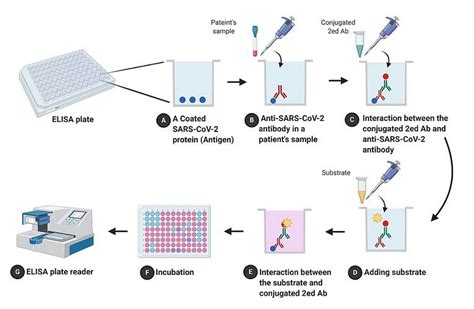 Exploring the Fundamentals of ELISA Assay: Understanding Its Purpose ...