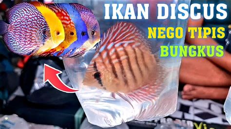 Pesona Ikan Discus Harganya Murah Banget Update Harga Ikan Discus Di