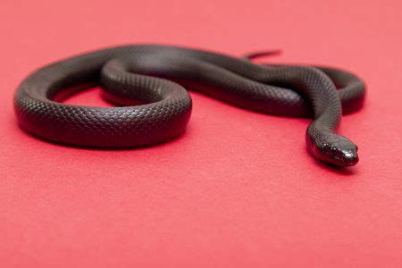 A Cobra Real Negra Mexicana Lampropeltis Getula Nigrita Faz Parte Da