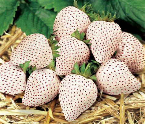 Introducing The Pineberry A Strawberry That Tastes Like A Pineapple