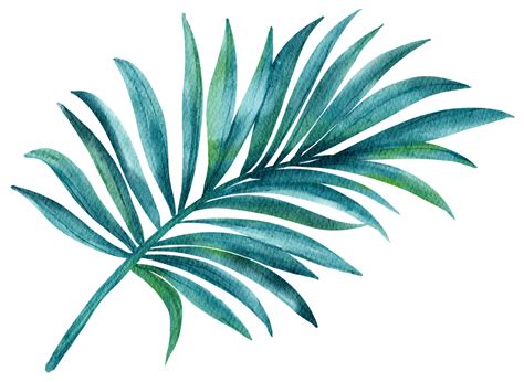 Free Hand Drawn Watercolor Tropical Plant Flora Botanical Leaf