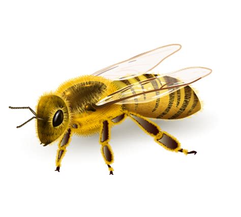 Realistic bee vector design free download