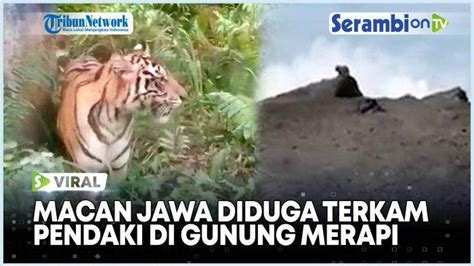 VIDEO Viral Macan Jawa Diduga Terkam Pendaki Di Gunung Merapi