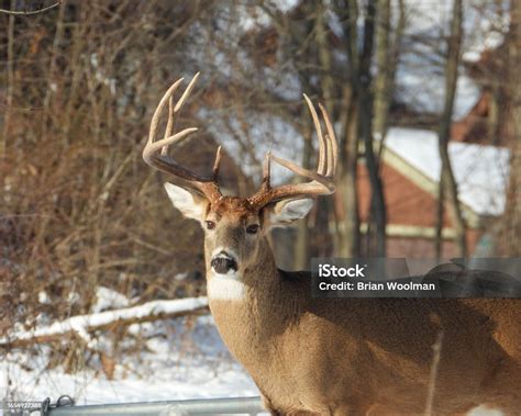 Whitetailed Deer Male Buck With Antlers Stock Photo - Download Image ...