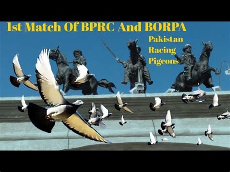 St Match Of Bprc Borpa From Bancha Kalat Gps Racer Pigeons