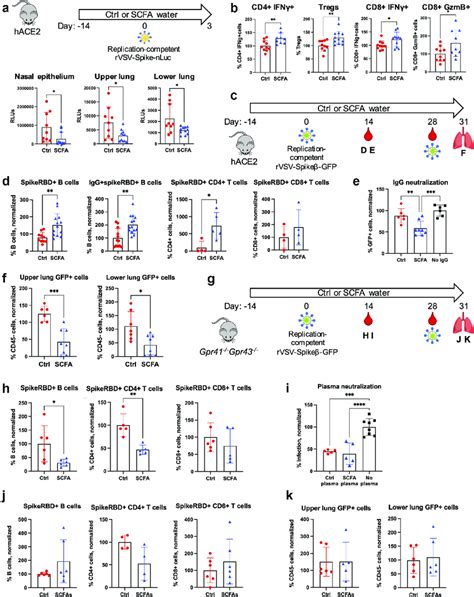 SCFAs enhance adaptive immunity against rVSV Spikeβ GFP via GPR41 GPR43