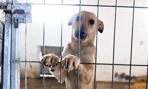 5 Ways to Help Rescue Dogs When You Can’t Adopt