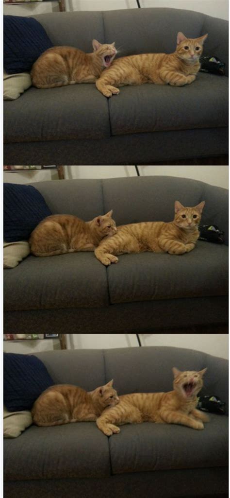 Cat biting cat (three panel edition) Blank Template - Imgflip