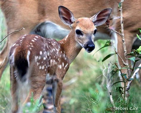 Key Deer Fawns | Noni Cay Photography