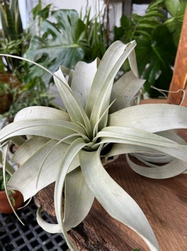 Air Plant Terrarium Therapy