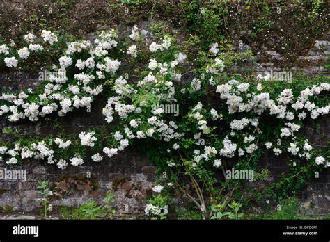 Rosa Wedding Day White Rose Rambler Rambling Climbers Climbing Stock