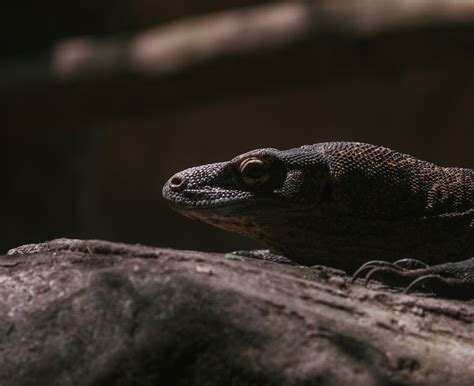 Fakta Menarik Komodo Hewan Purba Yang Masih Hidup Hingga