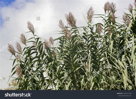 Giant Miscanthus Over 149 Royalty Free Licensable Stock Photos