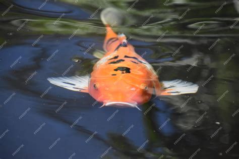 Premium Photo | Koi fish swimming in a japanese koi pond