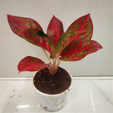 Aglaonema Thai Stardust NurseryBuy