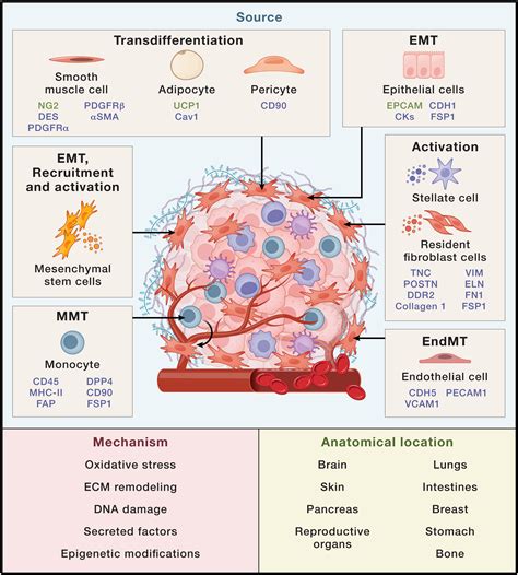 Fibroblasts In Cancer Unity In Heterogeneity Cell