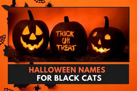 75 Bewitchingly Fun Halloween Names for Black Cats - Fearless Names