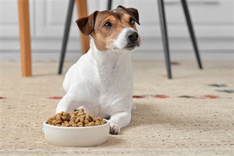 Vegan Dog Food: 7 Protein Sources to Know | Great Pet Care