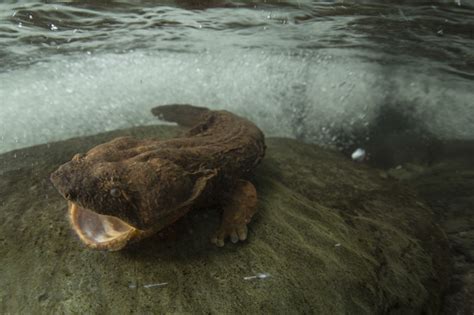 Giant Salamander Face