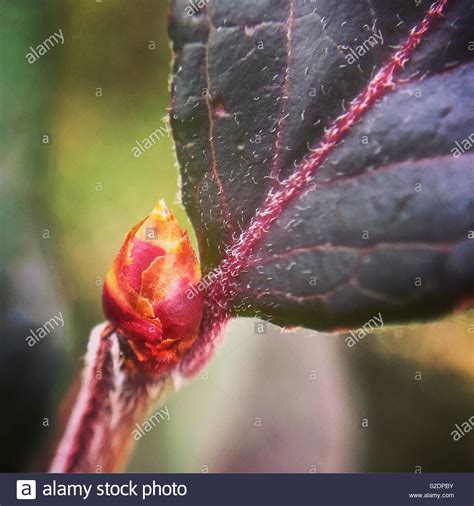 Budding plant hi-res stock photography and images - Alamy 