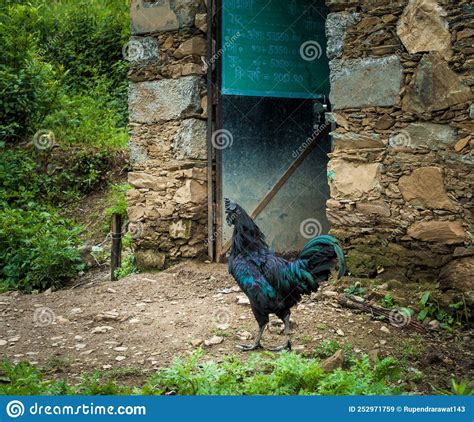 Kadaknath Also Called Kali Masi Is An Indian Breed Of Chicken They