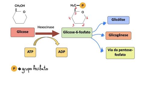 Uma Vez Dentro Da Célula A Glicose Em Uma Reação Catalisada Pela